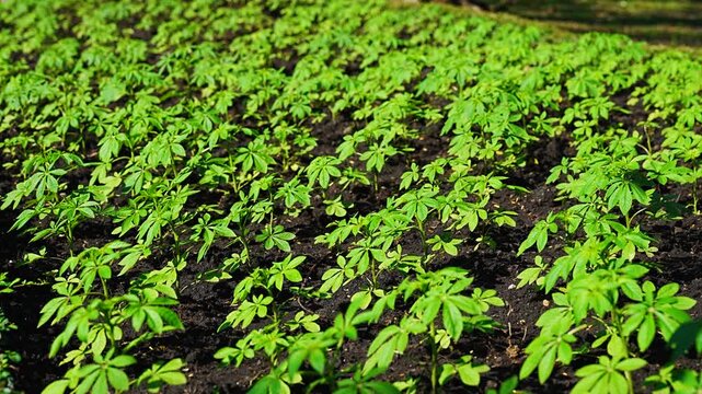 Young Cassava Plants Growing in Rows on Black Soil Farm Field
