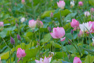 Obraz premium Close-up of beautiful pink lotus flowers and buds blooming in field during summer daylight
