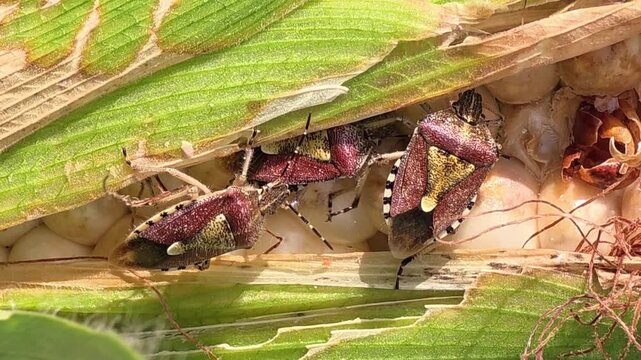 
Close Up of Stink Bugs Feeding on Sweet Corn Cob in Agriculture Field #003


