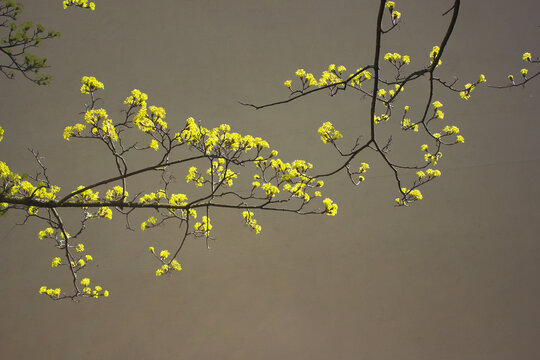 A magnificent minimalist photograph showing delicate yellow norway maple tree flowers blooming on a dark branch against a clean beige wall backdrop