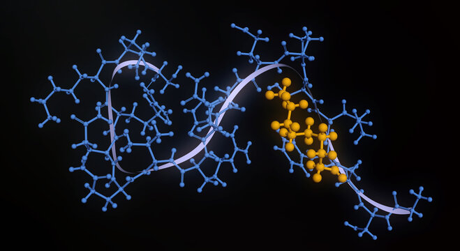 Ghrelin protein molecule. Structural model of the hunger hormone, acylated peptide, octanoyl group modification regulating appetite, growth hormone release and energy balance. 3D render