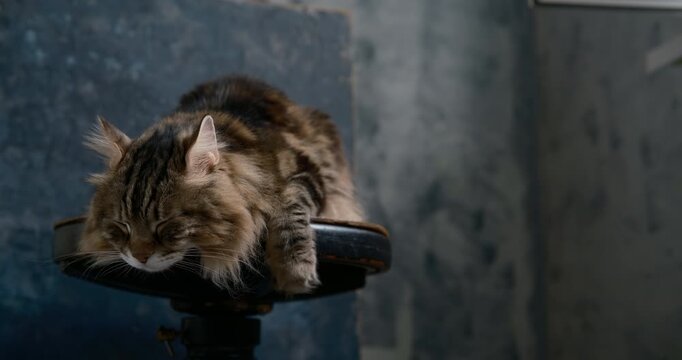 Cinematic close-up of a fluffy long-haired tabby cat sleeping peacefully on a vintage wooden indoors. The relaxed domestic feline rests comfortably with its head and paw hanging gently over the edge