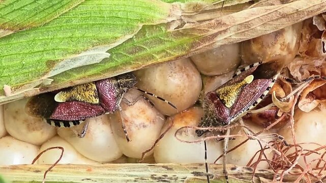 
Close Up of Stink Bugs Feeding on Sweet Corn Cob in Agriculture Field #004


