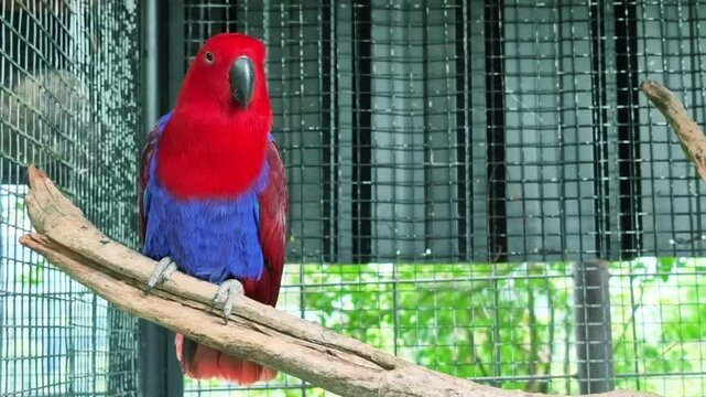 Vibrant eclectus parrot perched on a branch inside an enclosure in a wildlife park