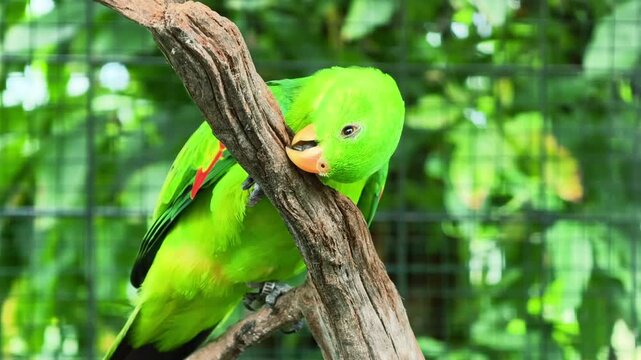 Vibrant green parrot chewing on a wooden branch in a natural habitat enclosure