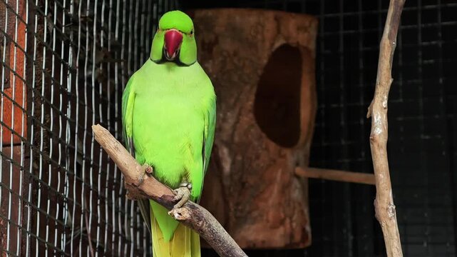A vibrant green ringneck parrot perched on a branch inside a cage, showcasing its striking red beak and alert eyes