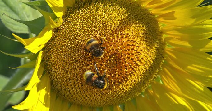 Macro - Bee on a sunflower.