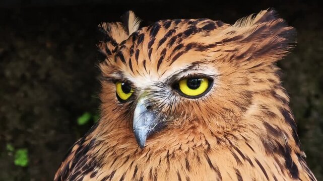 Close up portrait of a buffy fish owl with intense yellow eyes and detailed brown feathers staring looking forward in dark background