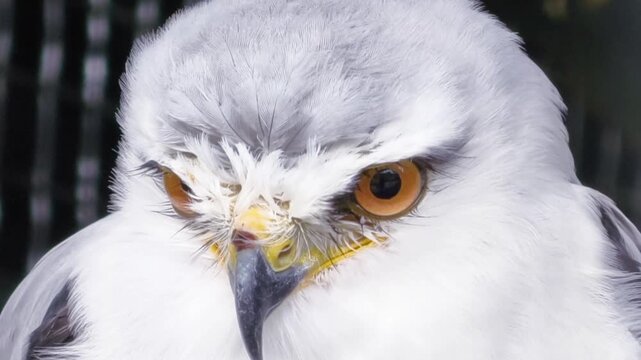Close up portrait of a magnificent black-shouldered kite raptor bird with intense orange eyes looking down in wildlife nature