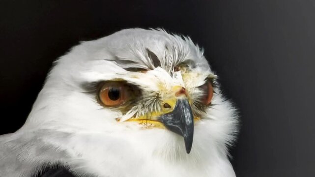 Close up portrait of a white black winged kite bird of prey with bright orange eyes