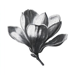 Obraz premium Vintage black and white magnolia flower botanical illustration