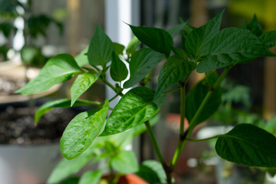 Sweet pepper seedlings grow on a glazed balcony on a sunny day. Growing self-pollinating vegetables at home. A garden on a windowsill