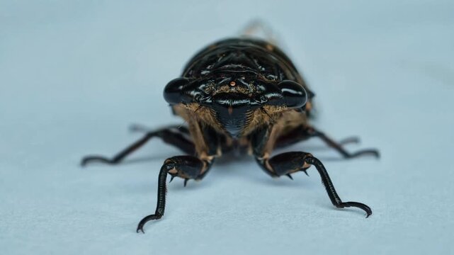 Macro Photography of a Large Cicada Insect Facing Forward on a Plain White Background