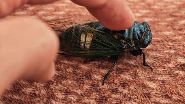 Close up of a human hand gently touching a large metallic blue and green cicada insect on a carpeted floor