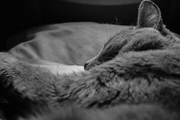 cat sleeping on the bed © Notasdemimente