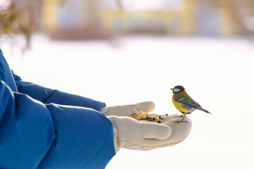 Girl feeds a tit from a palm. A bird sits on a woman's hand and eats seeds. Hungry bird eating seeds from a hand during winter © Leka