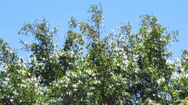 Lush green tree canopy with dense foliage under a bright clear blue summer sky during daylight hours