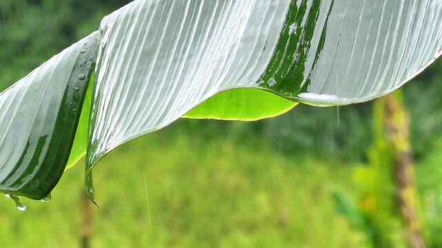 Close up of wet banana leaf with raindrops dripping in tropical monsoon rain