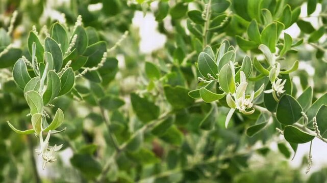 Vibrant green leaves and branches of a jojoba bush growing in a natural desert landscape environment