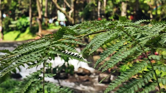 Lush green fern fronds close up with a blurred forest stream in the background
