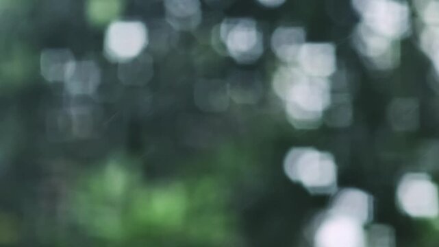 Beautiful blurry green leaves and bright white bokeh light background representing nature and serenity