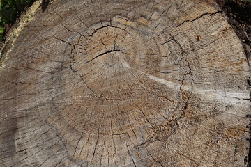 Fototapeta premium False Pepper Tree Log Cross Section Texture with Concentric Growth Rings (Schinus molle)