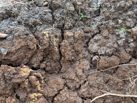 Close-up texture of rough brown soil and clods of earth with small plant roots exposed.