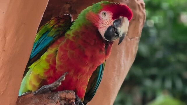 Vibrant macaw peering from a tree hollow amidst tropical greenery