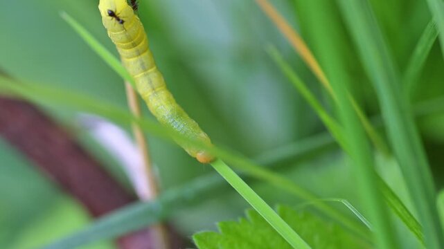 Caterpillar carrying two ants falls off a grass blade under their weight, macro, spring