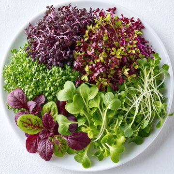Assorted colorful microgreens varieties arranged on white plate, healthy food top view
