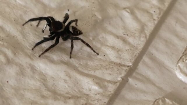 Detailed close-up shot of a small dark jumping spider on a textured white wall surface