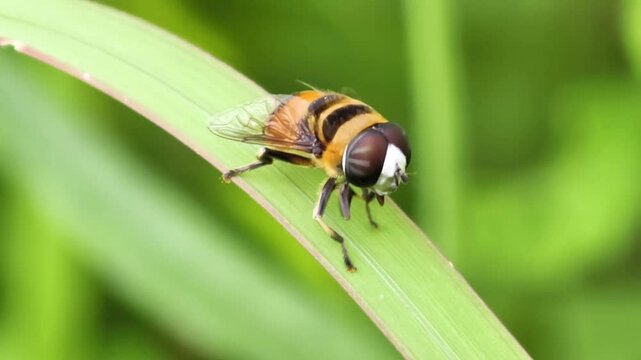 Vibrant striped hoverfly, resembling a bee with its intricate yellow and black patterns, gracefully rests on a lush green leaf, highlighting the beauty of insects in nature
