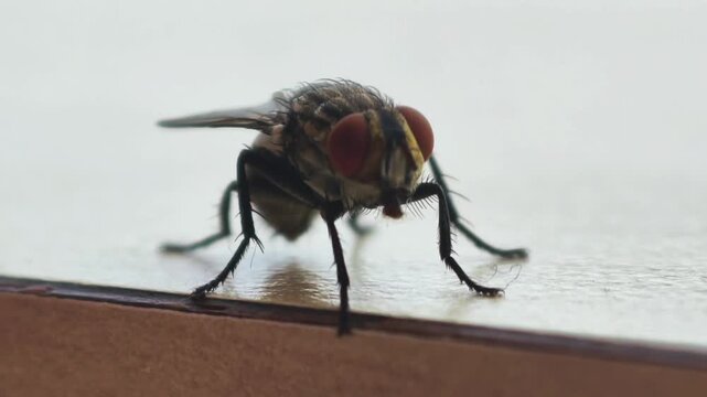 Close-up macro photography of a common housefly resting on a smooth surface with visible red eyes and wings