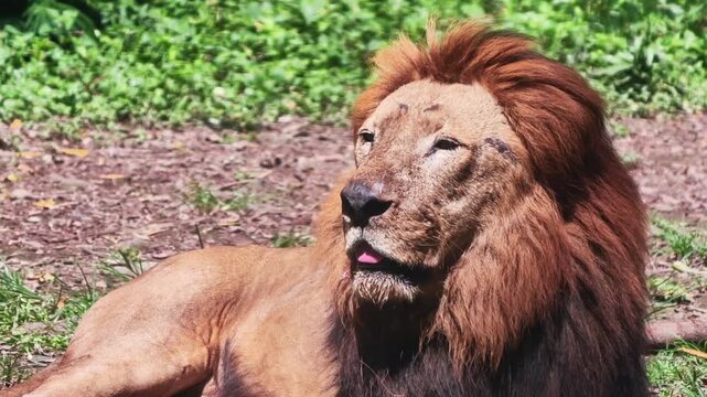 Majestic male lion resting gracefully in a lush natural habitat showcasing its impressive dark mane