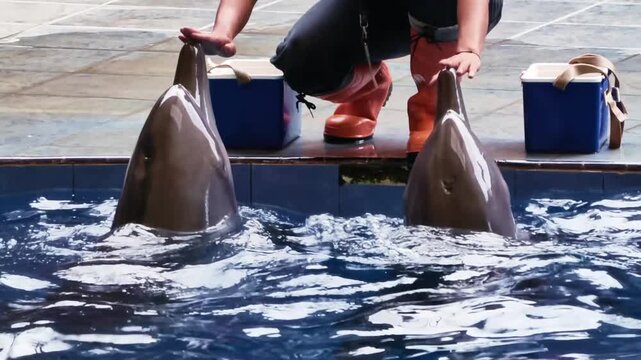 Two playful dolphins poking their heads out of the water in a marine park pool during a show