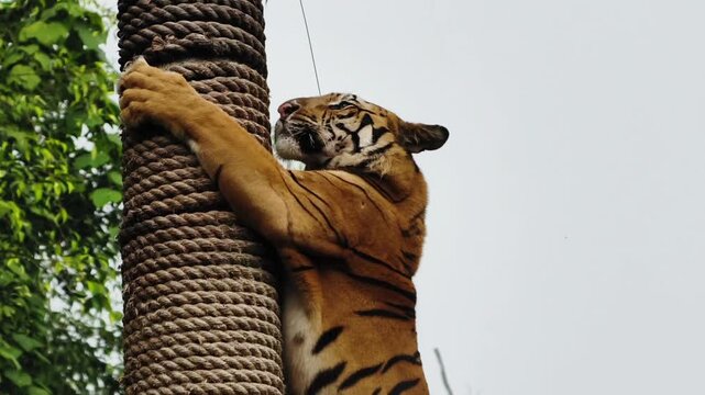Majestic Tiger Grasping a Thickly Roped Pole in a Naturalistic Environment