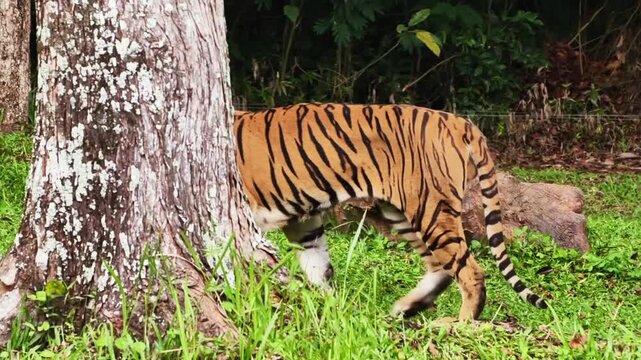 Majestic Bengal tiger walking through the lush green grass of a dense tropical jungle forest