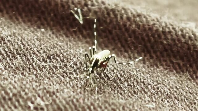 Close up macro shot of a striped mosquito sitting on a textured fabric cloth surface