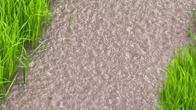 Close-up view of fresh green rice sprouts delicately standing in shallow, rippling water, embodying the essence of new life and sustainable agriculture