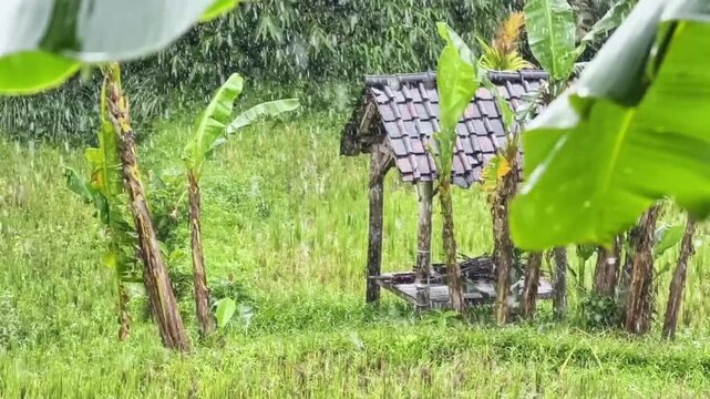 Traditional rustic wooden hut nestled in a lush green field surrounded by tropical banana trees in a peaceful rural landscape