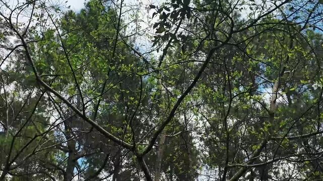 Low angle view of green tree branches against blue sky with clouds in spring forest