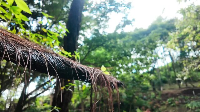 Serene forest canopy with hanging vines and lush green foliage in soft, natural light