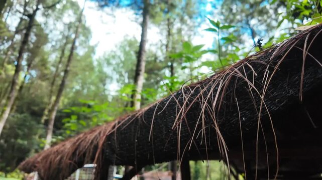 Close-up of rustic thatched roof with green plants growing in pine forest