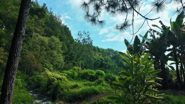 Scenic View of Lush Green Tropical Forest and Mountain Landscape under Blue Sky