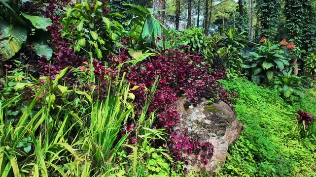 Lush Tropical Garden Landscape Featuring Vibrant Purple Foliage and Lush Green Vegetation Growing Around a Large Natural Rock Formation