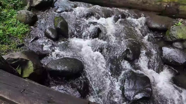 Clear Fresh Mountain Stream Flowing Over Ancient Smooth River Stones in a Lush Green Forest Environment