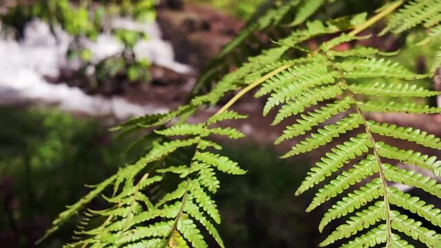 Close up of lush green fern fronds in a natural forest environment with blurred water background