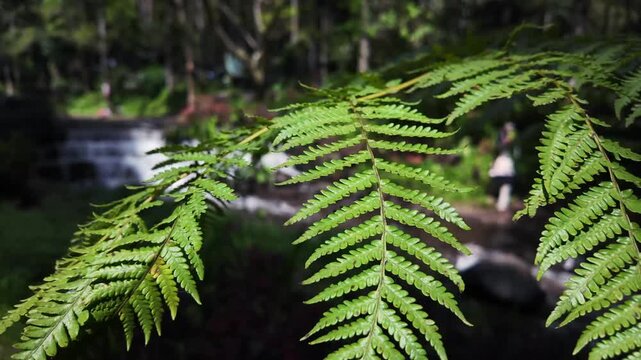 Detailed View of Vibrant Green Fern Leaves in a Serene Natural Forest Environment with Soft Bokeh Background