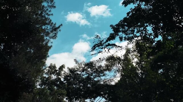 A tranquil upward view revealing a vibrant blue sky dotted with soft white clouds, beautifully framed by the deep green leaves and branches of tall trees, evoking a sense of calm and natural beauty