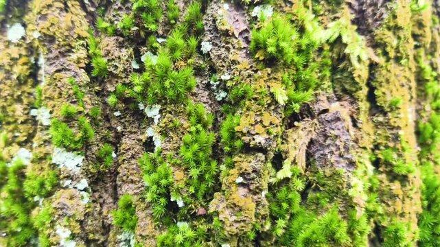 Vibrant green moss growing on the rough bark of an old tree trunk in a tranquil forest